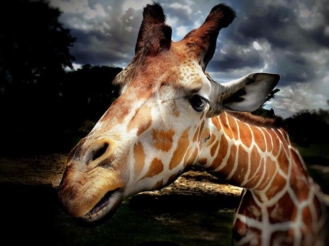 动物模特长颈鹿动物图片大全