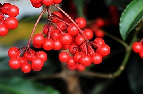 这4种观果植物果实自带吉利红都是年宵花中的吉祥果