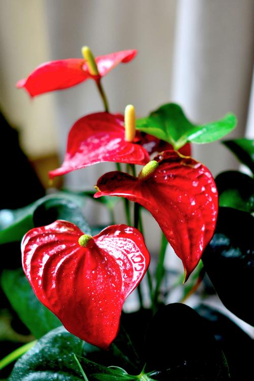写美篇火鹤花俗称红掌花又名红烛天南星科花烛属多年生草本.