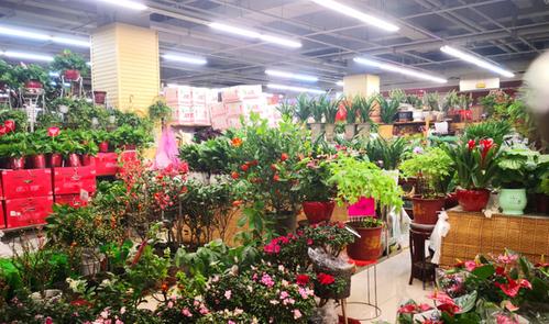 郑州陈寨花卉市场原来不止有花在这逛一天都不会觉得累