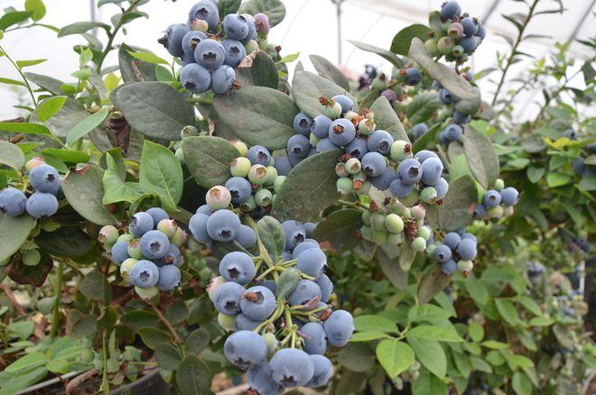 百色种的蓝莓熟啦