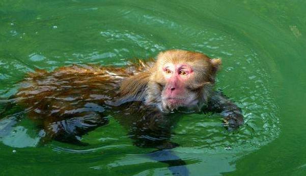 传说中的水猴子真的存在吗它到底长什么样子看完你就知道了