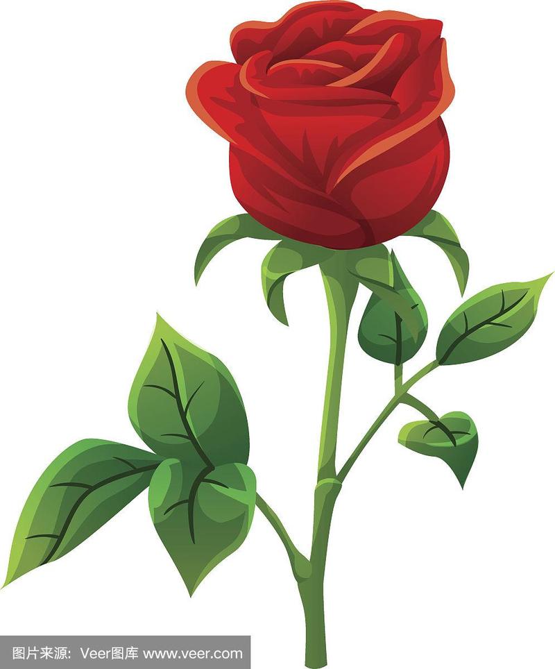 红玫瑰卡通风格