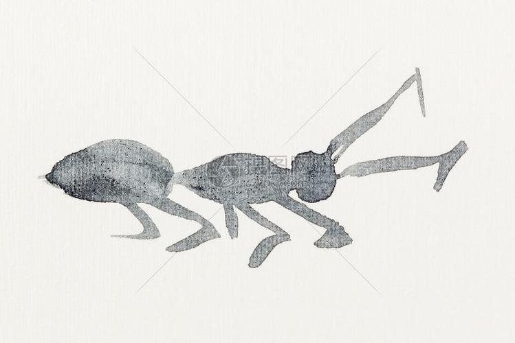 在奶油纸上手工绘画用黑水颜色绘制的蚂蚁草图