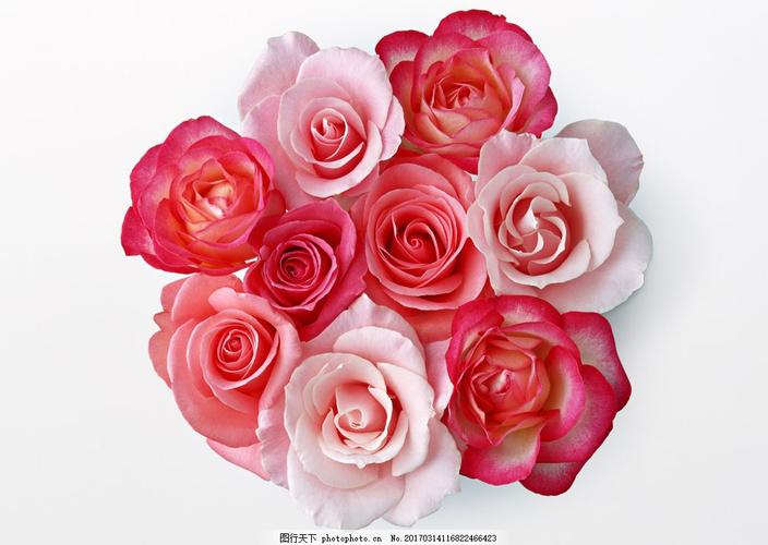 最美的玫瑰花图片大全集