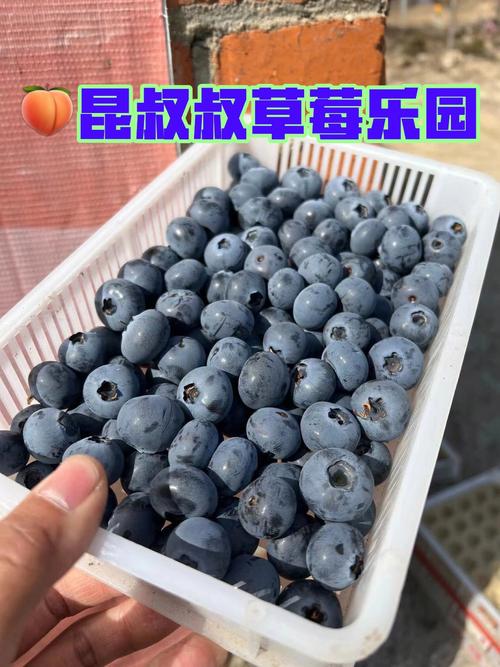 蓝莓大果