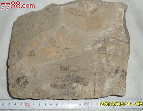 辽宁宝权叶和蕨类植物化石植物化石古生物化石奇石化石