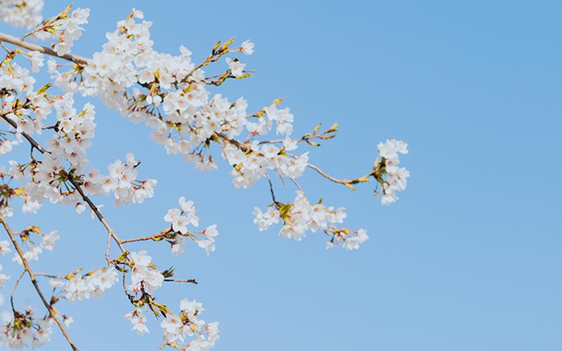 春光中的风景樱花图片桌面壁纸