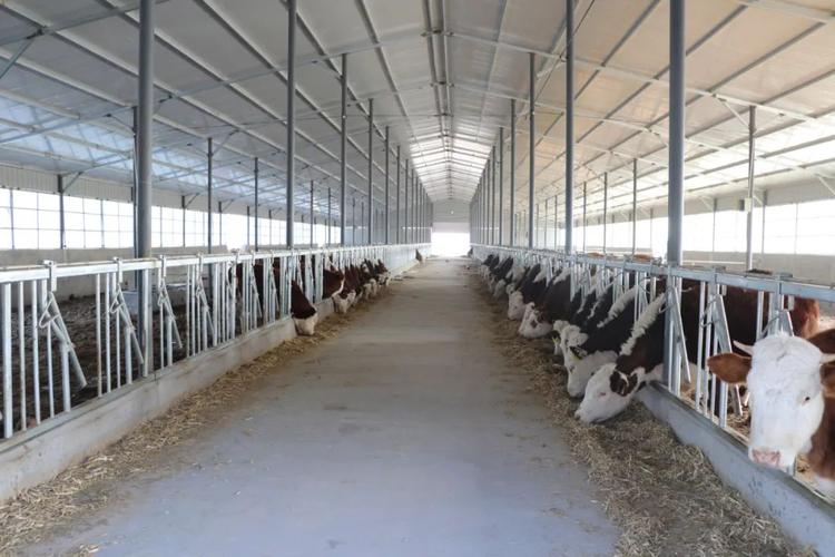 嘉保农牧专业合作社的500头肉牛已在这里入驻标准化的养殖圈舍让饲喂