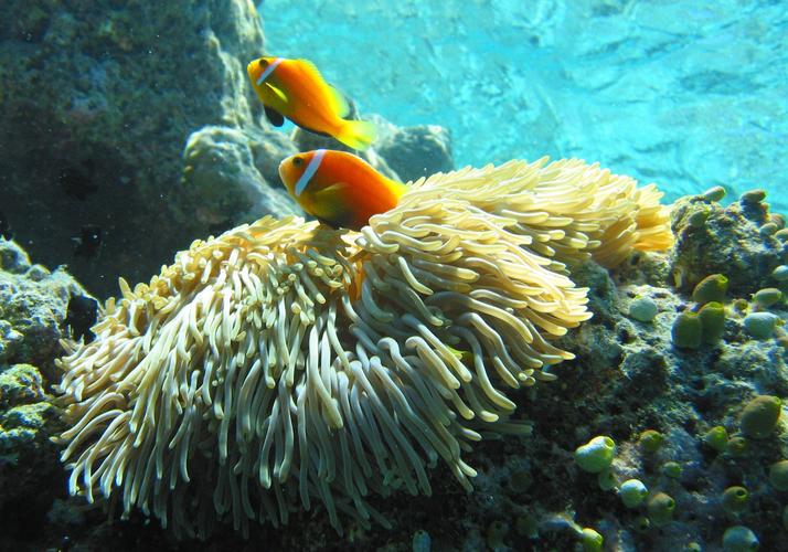 各种各样的珊瑚图片珊瑚海底世界