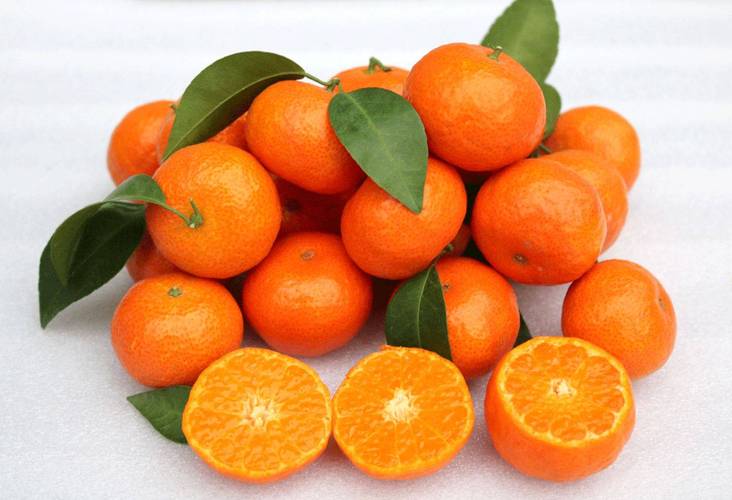 砂糖橘的种植技术行情解读农广田园