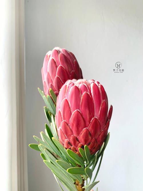 花材分享花中之王南非公主花