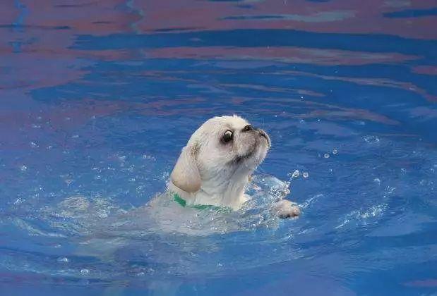 大部分狗子其实是旱鸭子根本不会游泳会游泳的只有这几种狗