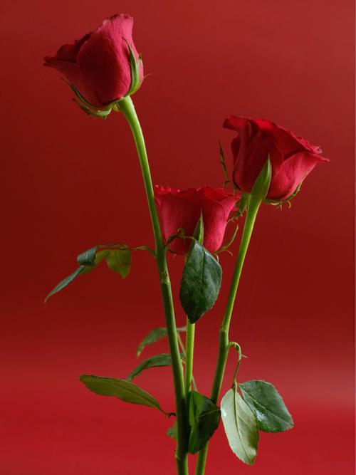 玫瑰玫瑰我爱你花朵静物