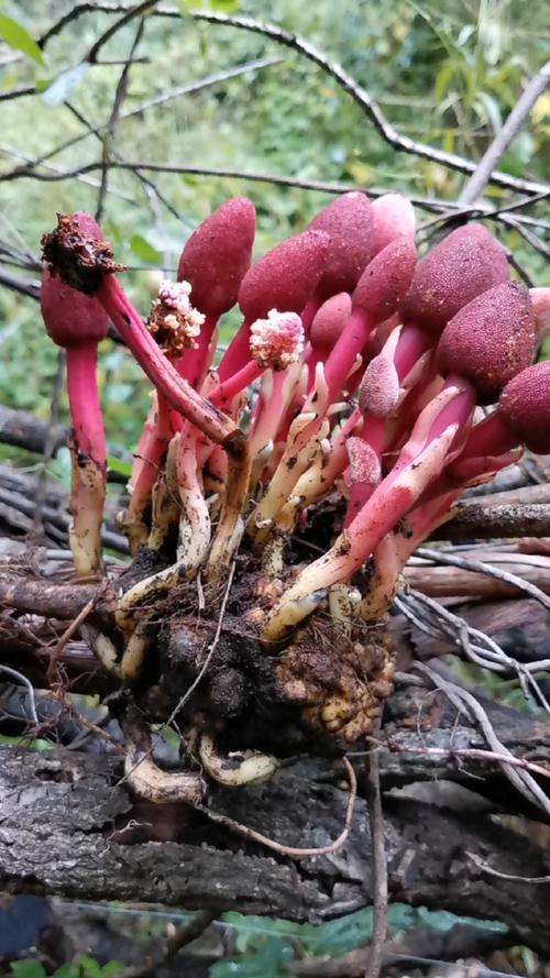 野生药材秦岭珍贵药材野生蔬花蛇菇现无法人工种植