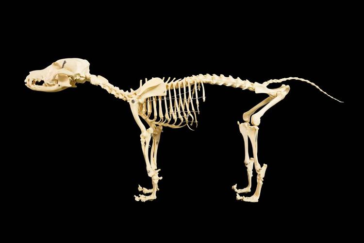 动物骨骼骨头高清图片