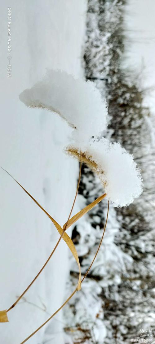 冬天下雪了狗尾巴草被雪压弯了