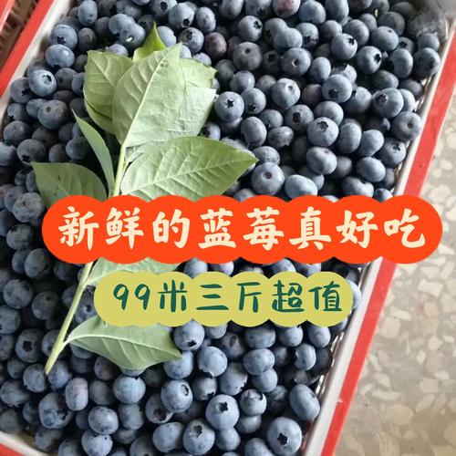 云南新鲜蓝莓99米三斤超好吃