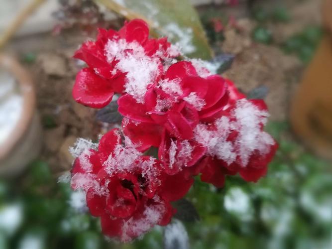 晶莹洁白的雪花落在红色月季上月季花立刻变得圣洁又高贵像冬天里的