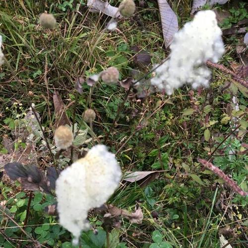 据《湖南药物志》记载野棉花还可治鼻疳取野棉花全草捣烂以布包塞