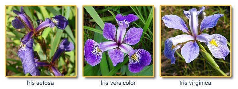 鸢尾花iris数据集