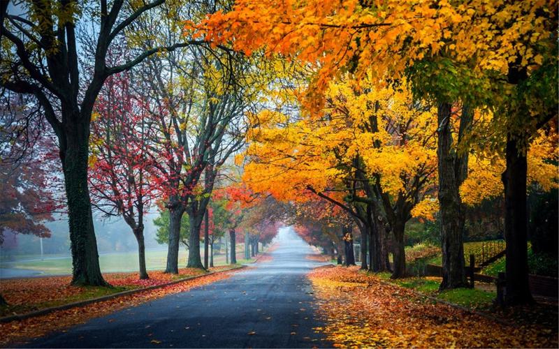秋季梦幻金黄色枫叶唯美风景电脑壁纸图片大全