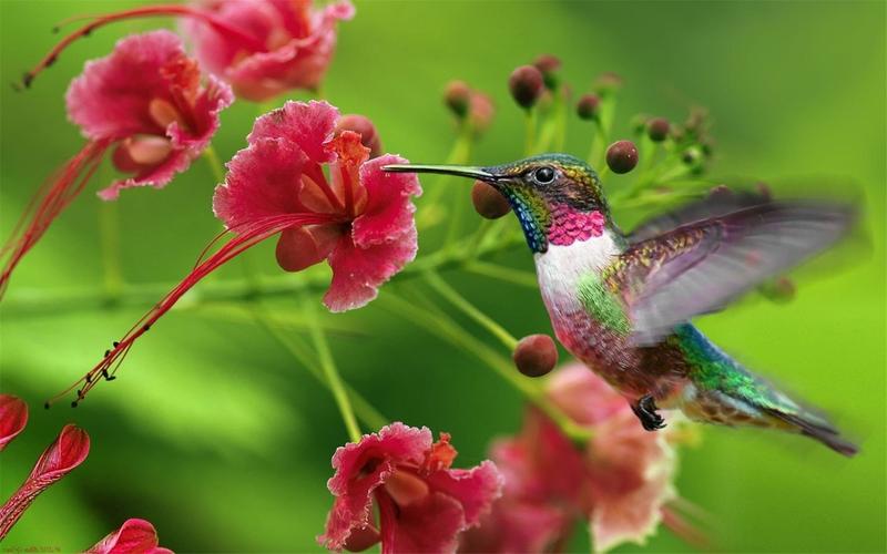 清新大自然美丽可爱鸟类动物高清桌面壁纸下载1