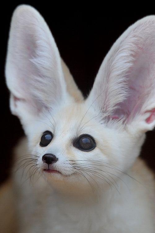 超可爱的大耳朵精灵耳廓狐