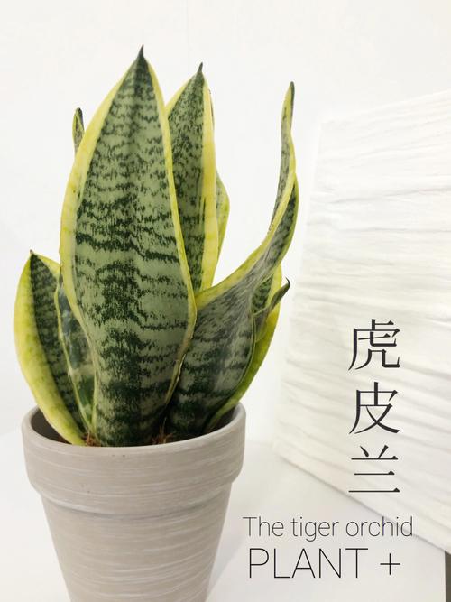 养护手册7715光照虎皮兰是很耐用的植物可以作为室内绿植长时间