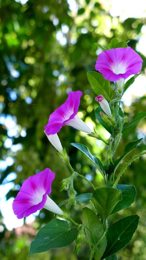 这一种植物的花酷似喇叭状因此有些地方叫它做喇叭花.
