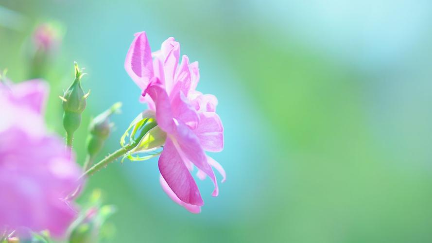 粉红色的花朵自然夏天绿色背景4k图片