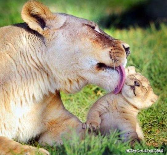 原创母爱是这世界最纯洁的爱14张充满爱意的动物母子合照看着很温