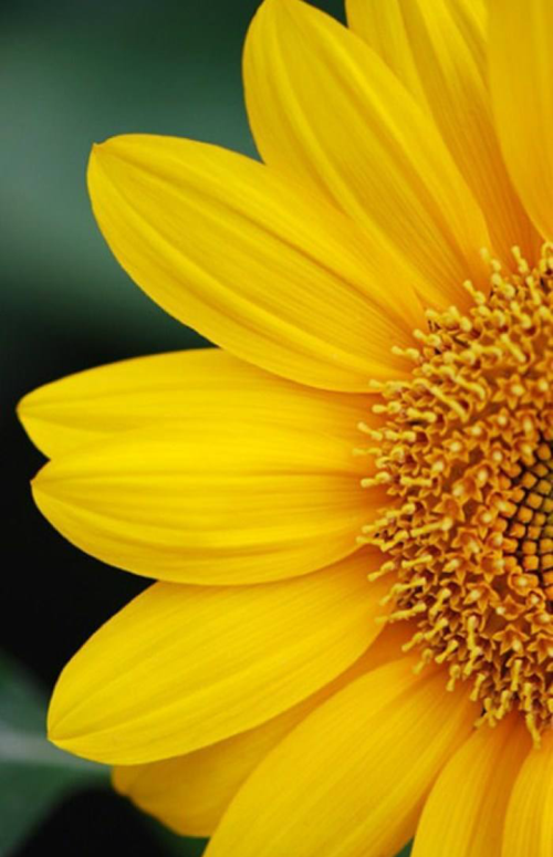 唯美向日葵亮丽黄色让心情变美高清手机壁纸