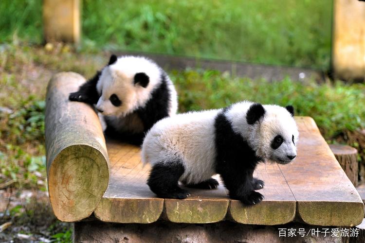 重庆动物园很多珍稀动物