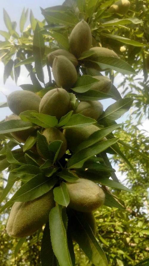 绿色食品巴旦木现已成熟又叫美国大杏仁它是世界四大著名干果之一