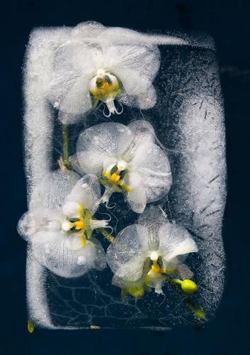 冰冻美丽不一样的花卉摄影