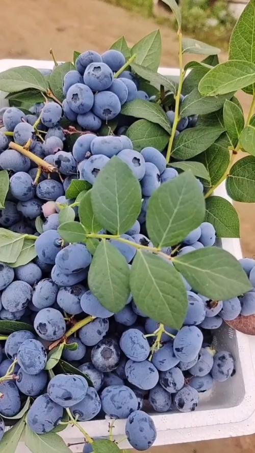 大果蓝金蓝莓苗一年四季可以种植的蓝莓苗南北方可以种植