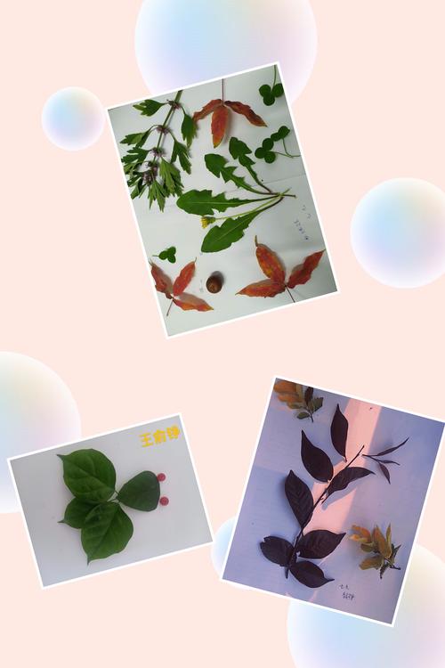 同学们制作的植物标本色彩创意结合都如此美妙我们用心去探索自然