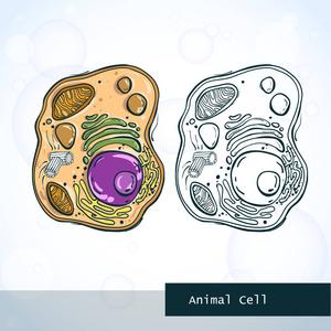 动物细胞的结构照片