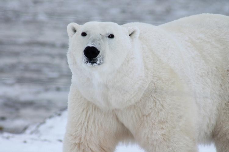 流汗r北极熊是世界上最大的陆地食肉动物是北极地区的霸主.