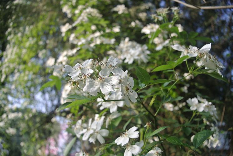 四川农村爬满树的刺藤开白色小花的是什么植物