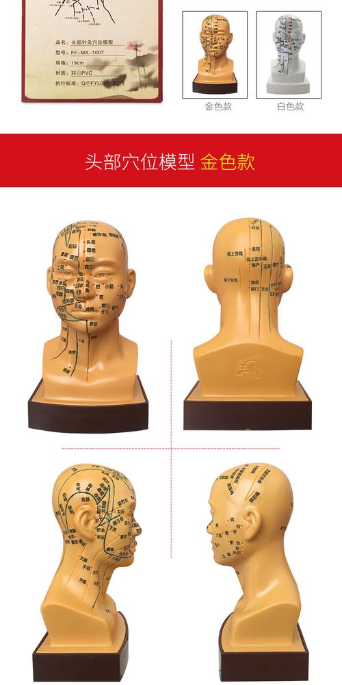 丰帆头部穴位模型中医用人体经络图教学大头部四功能针灸腧穴模型面部