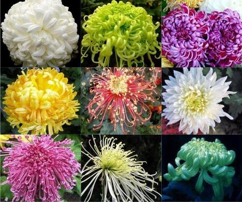 你知道菊花有多少品种吗