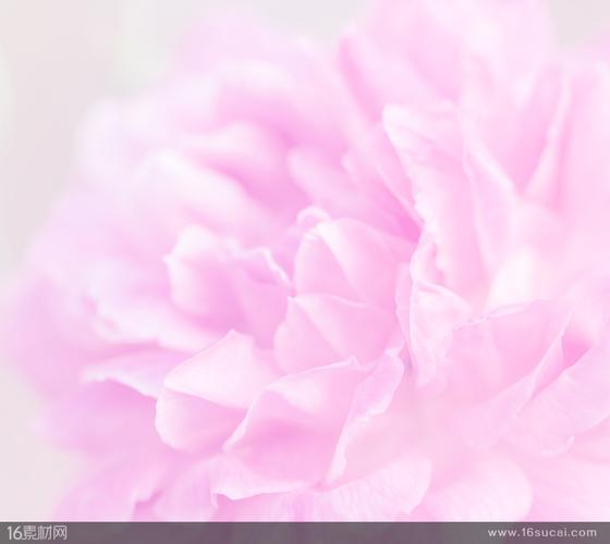 粉色花朵特写背景高清图片