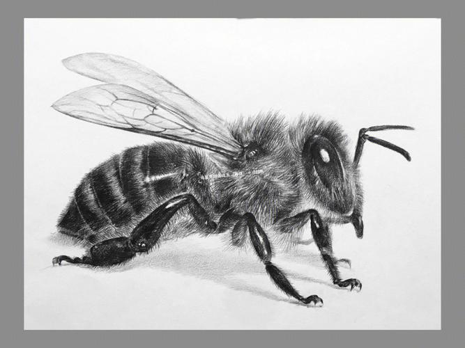 素描动物绘画蜜蜂