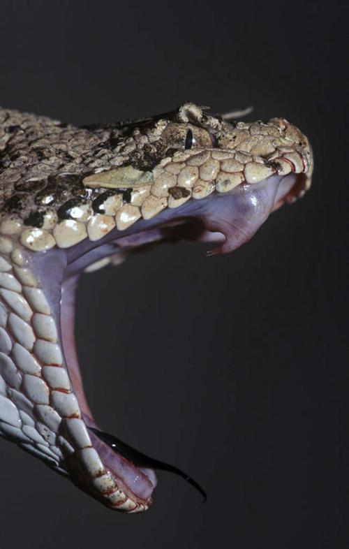 吐舌摄影影棚有毒冷血动物凶猛脊椎动物长虫张大嘴巴响尾蛇