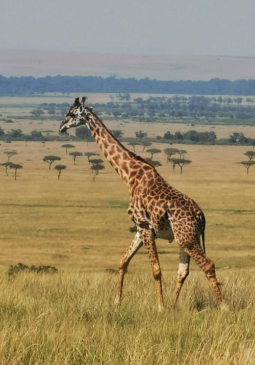 长颈鹿是生长在非洲的反刍偶蹄动物食草群居是世界上最高的动物像