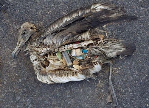 致命的垃圾被垃圾残害的动物