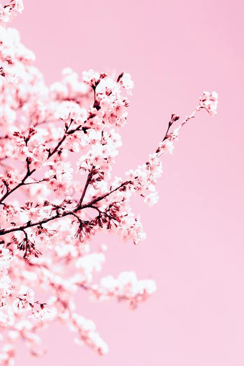 粉色小清新花朵唯美摄影美图36