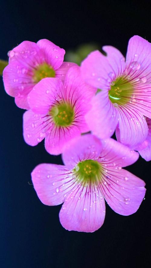 唯美鲜花可爱植物粉色花朵等精美壁纸支持各种机型可以用二维码